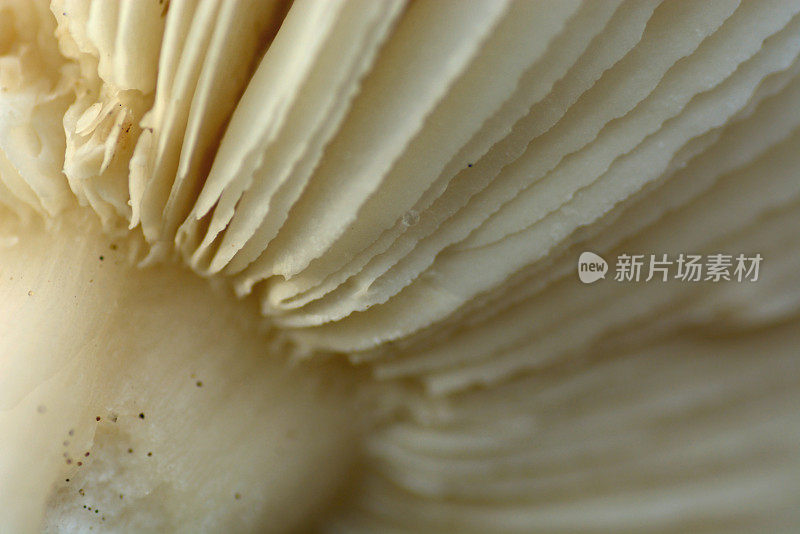 Russula gills。